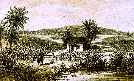 Cuban Tobacco Plantation